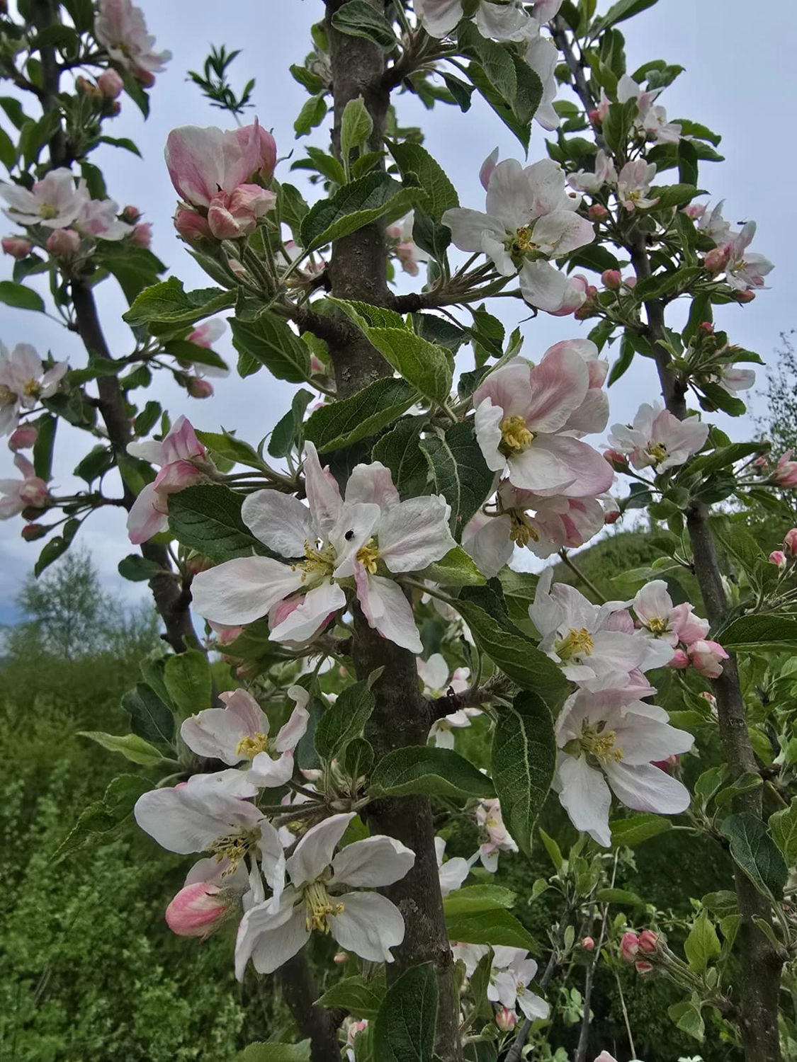 Ferienwohnungen