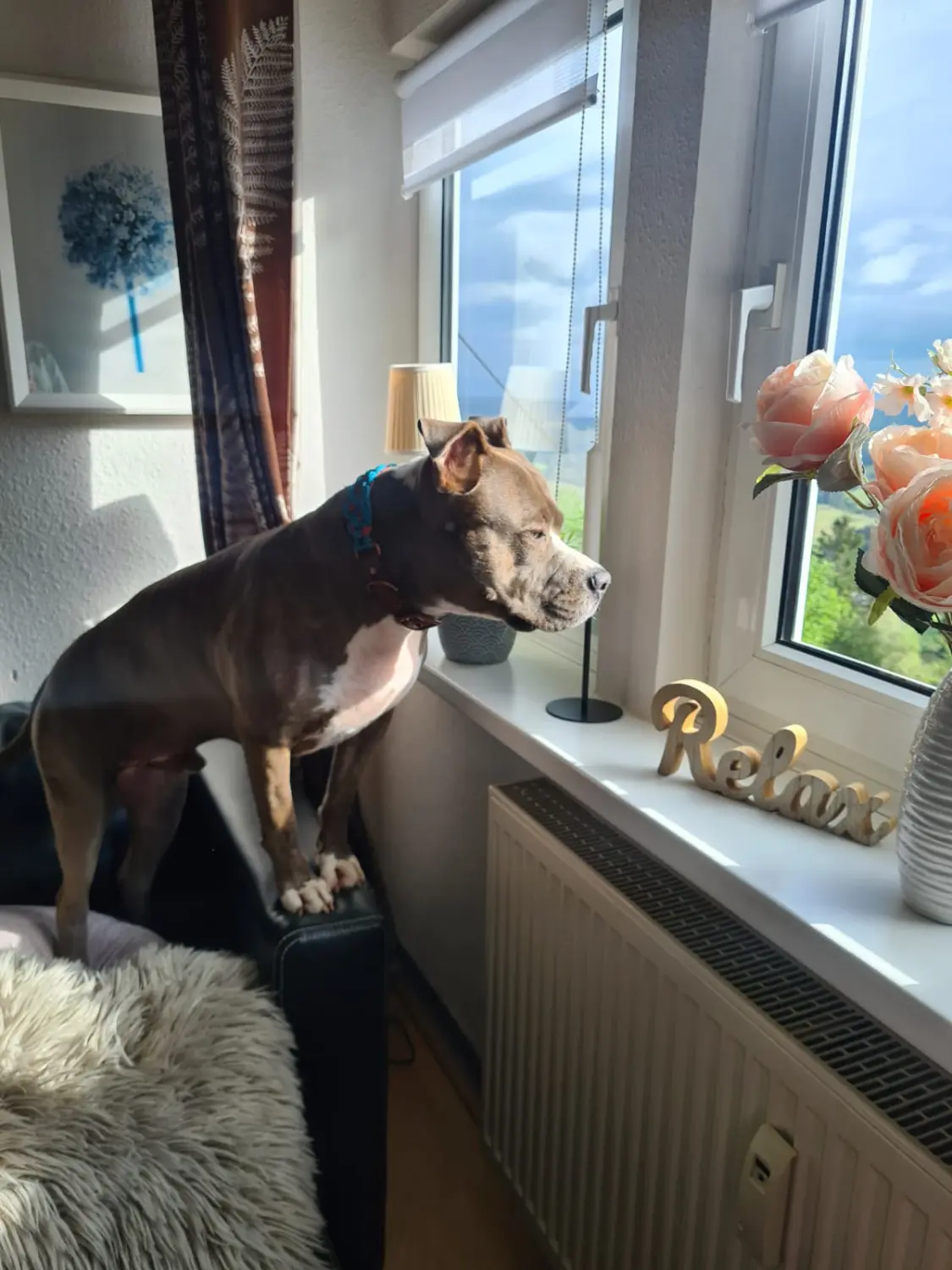 Hundefreundlich Urlaub