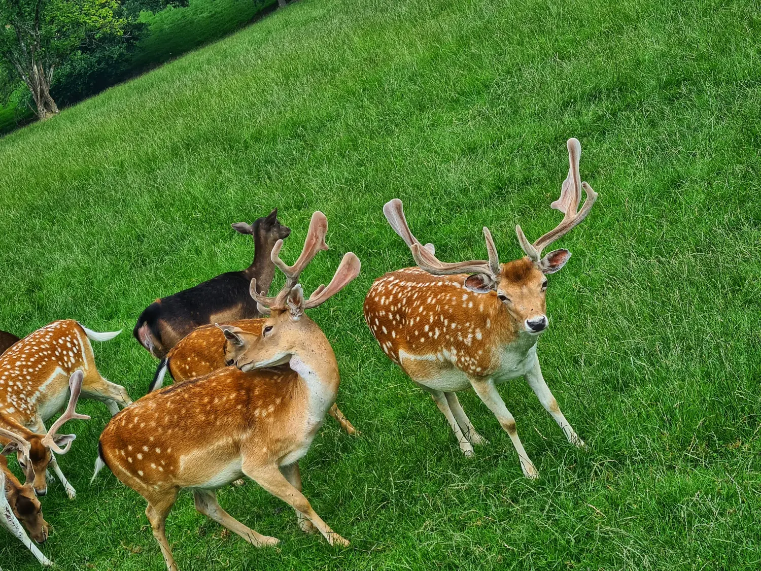 Ferienwohnungen Dorfliebe Dörnberg