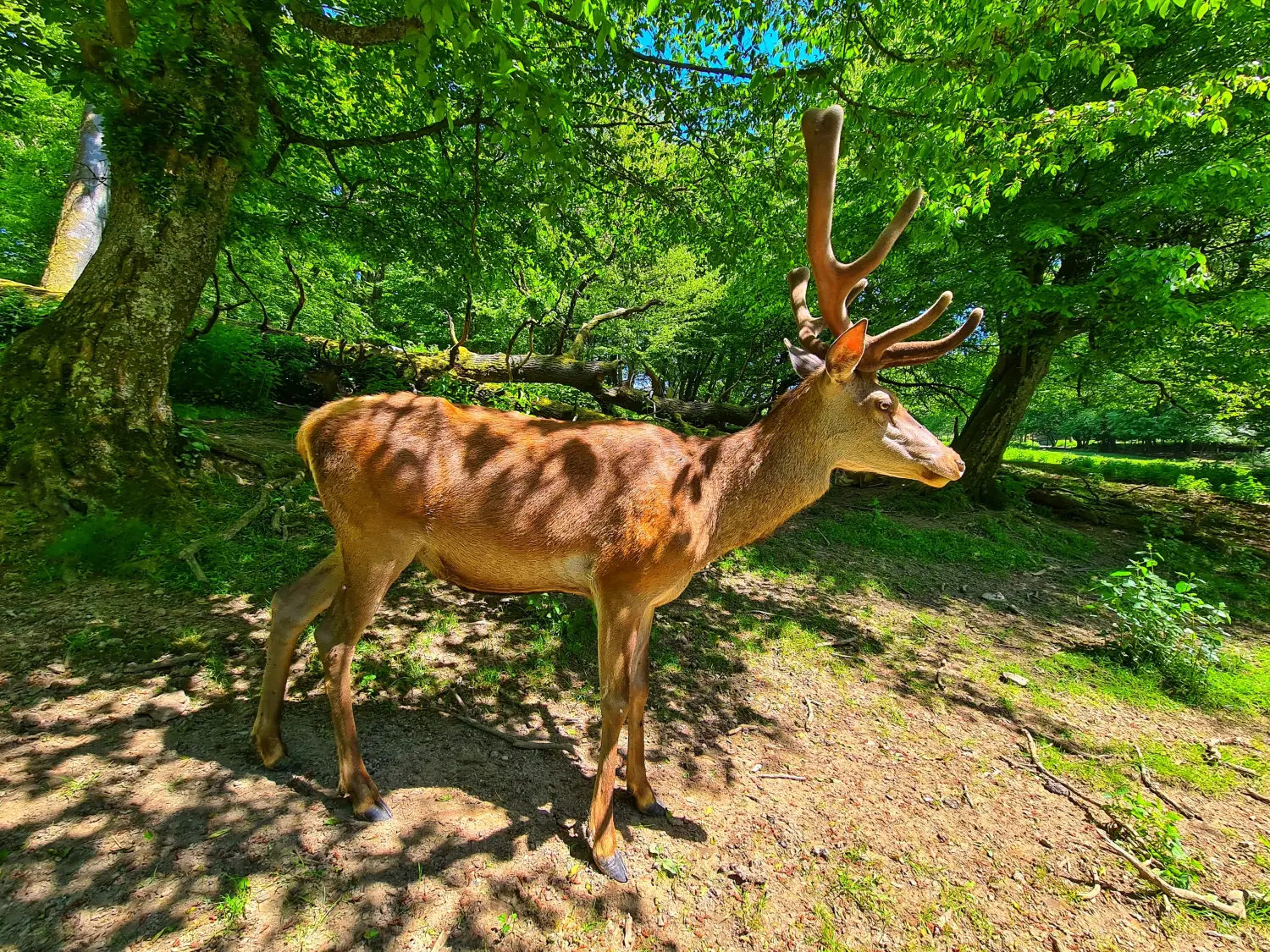 Ferienwohnungen Dorfliebe Dörnberg
