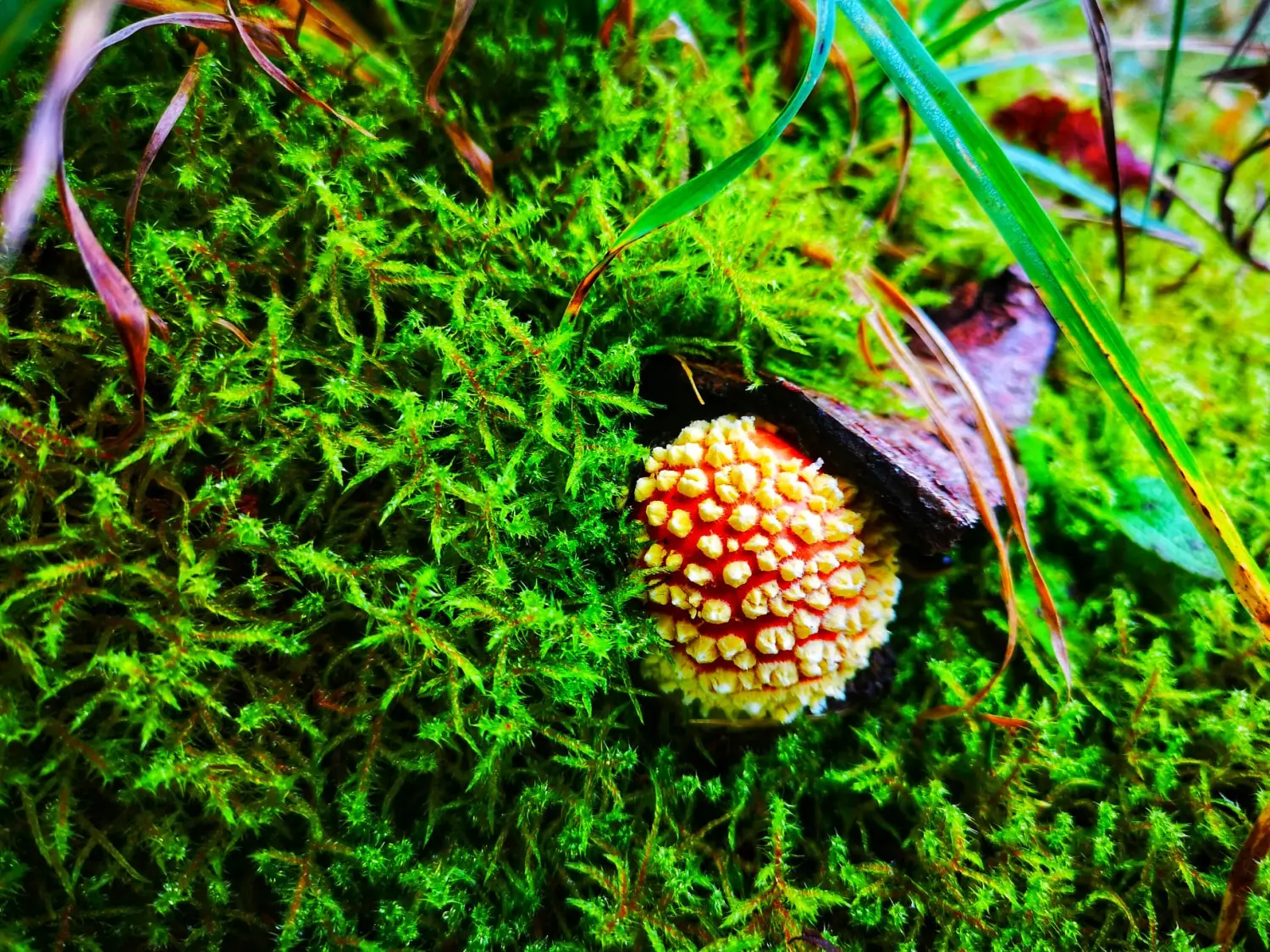 Umgebung/Landschaft von Ferienwohnungen Dorfliebe Dörnberg