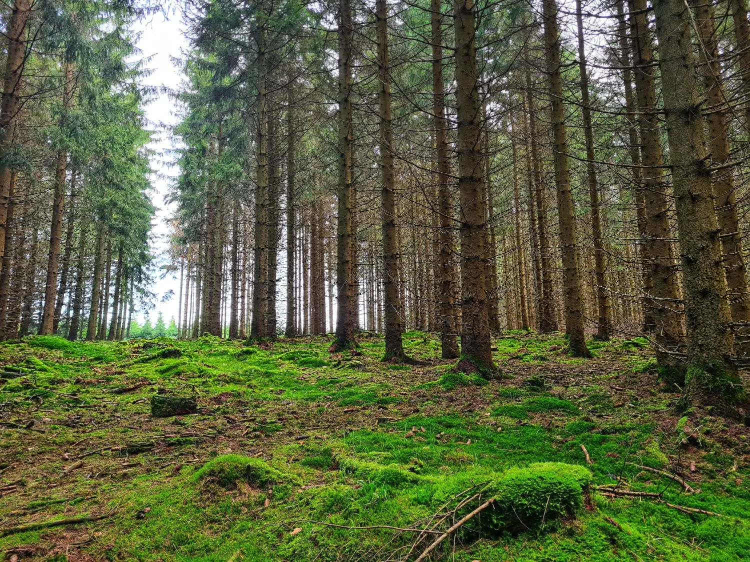 Umgebung/Landschaft von Ferienwohnungen Dorfliebe Dörnberg