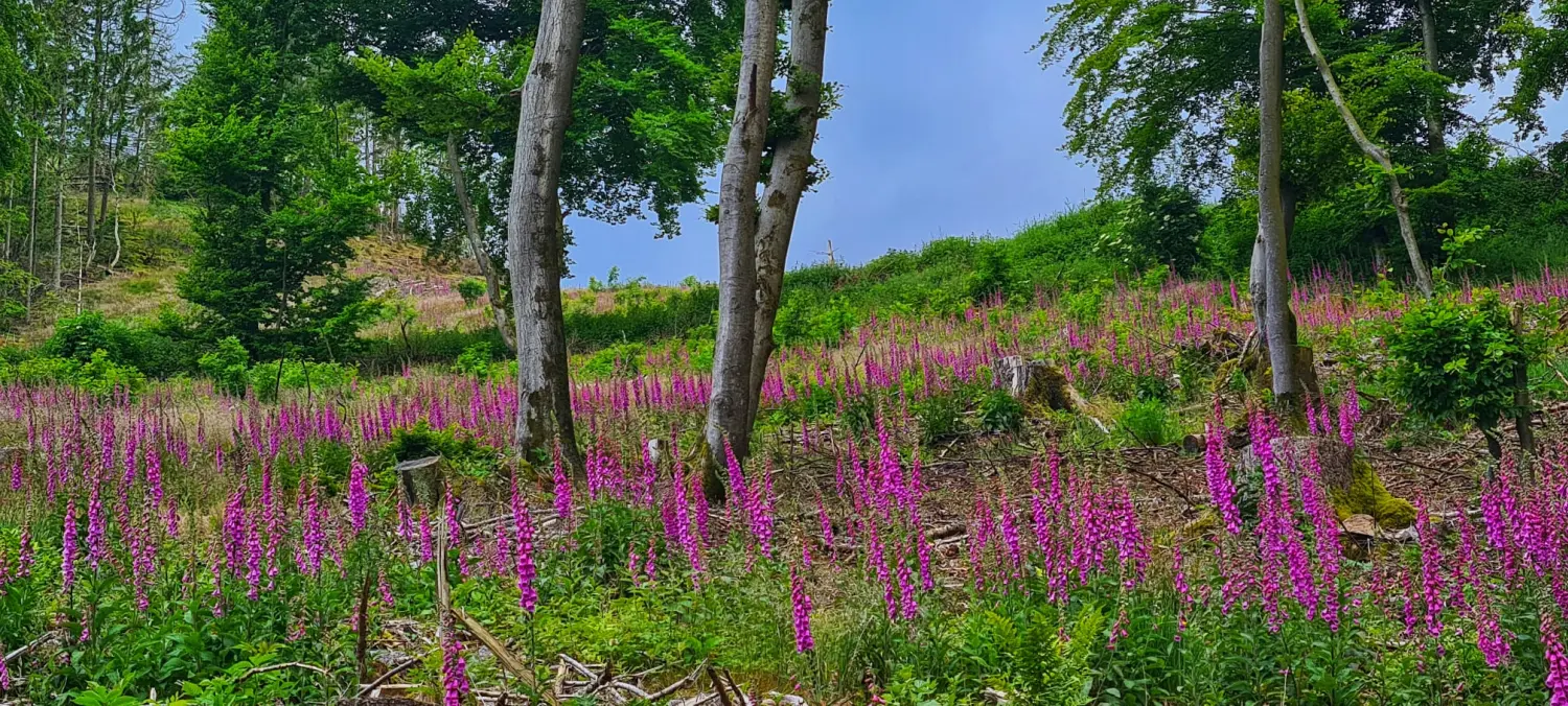 Umgebung/Landschaft von Ferienwohnungen Dorfliebe Dörnberg