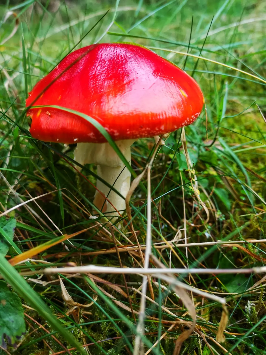 Umgebung/Landschaft von Ferienwohnungen Dorfliebe Dörnberg