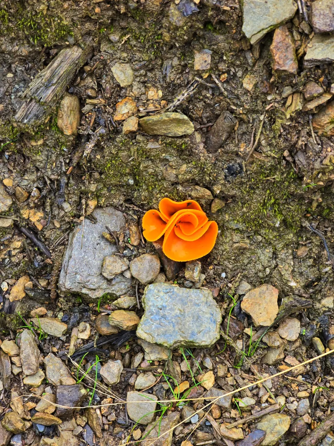 Umgebung/Landschaft von Ferienwohnungen Dorfliebe Dörnberg