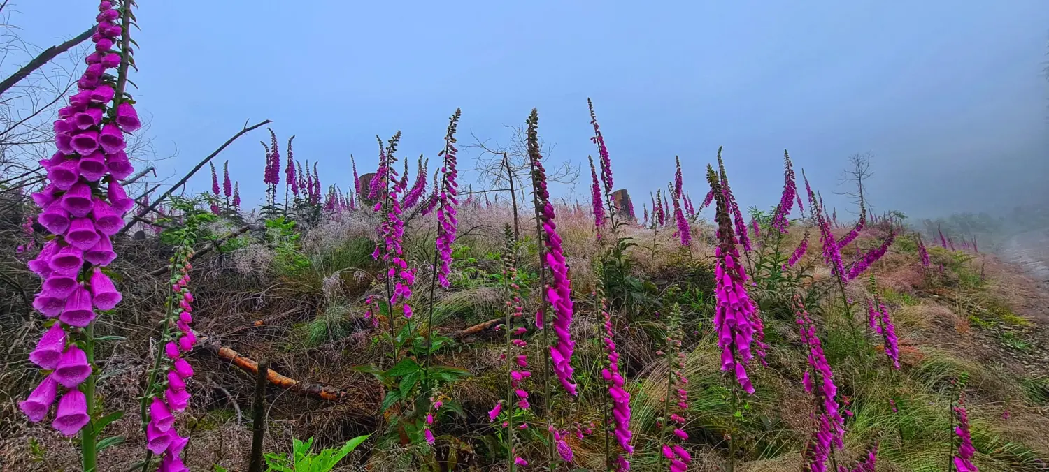 Umgebung/Landschaft von Ferienwohnungen Dorfliebe Dörnberg