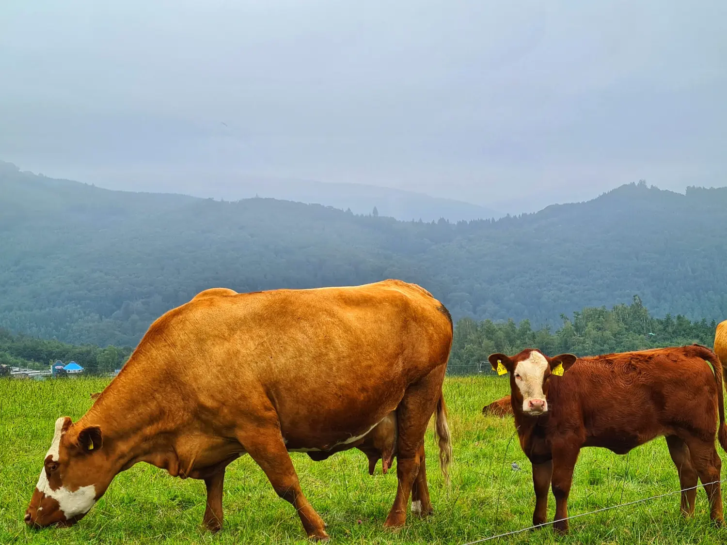 Umgebung/Landschaft von Ferienwohnungen Dorfliebe Dörnberg
