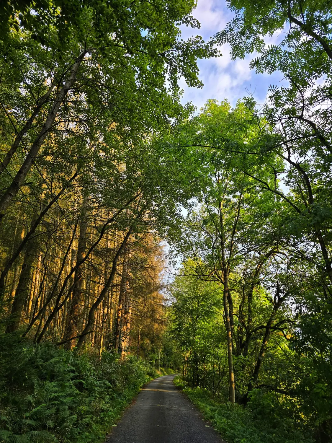 Umgebung/Landschaft von Ferienwohnungen Dorfliebe Dörnberg