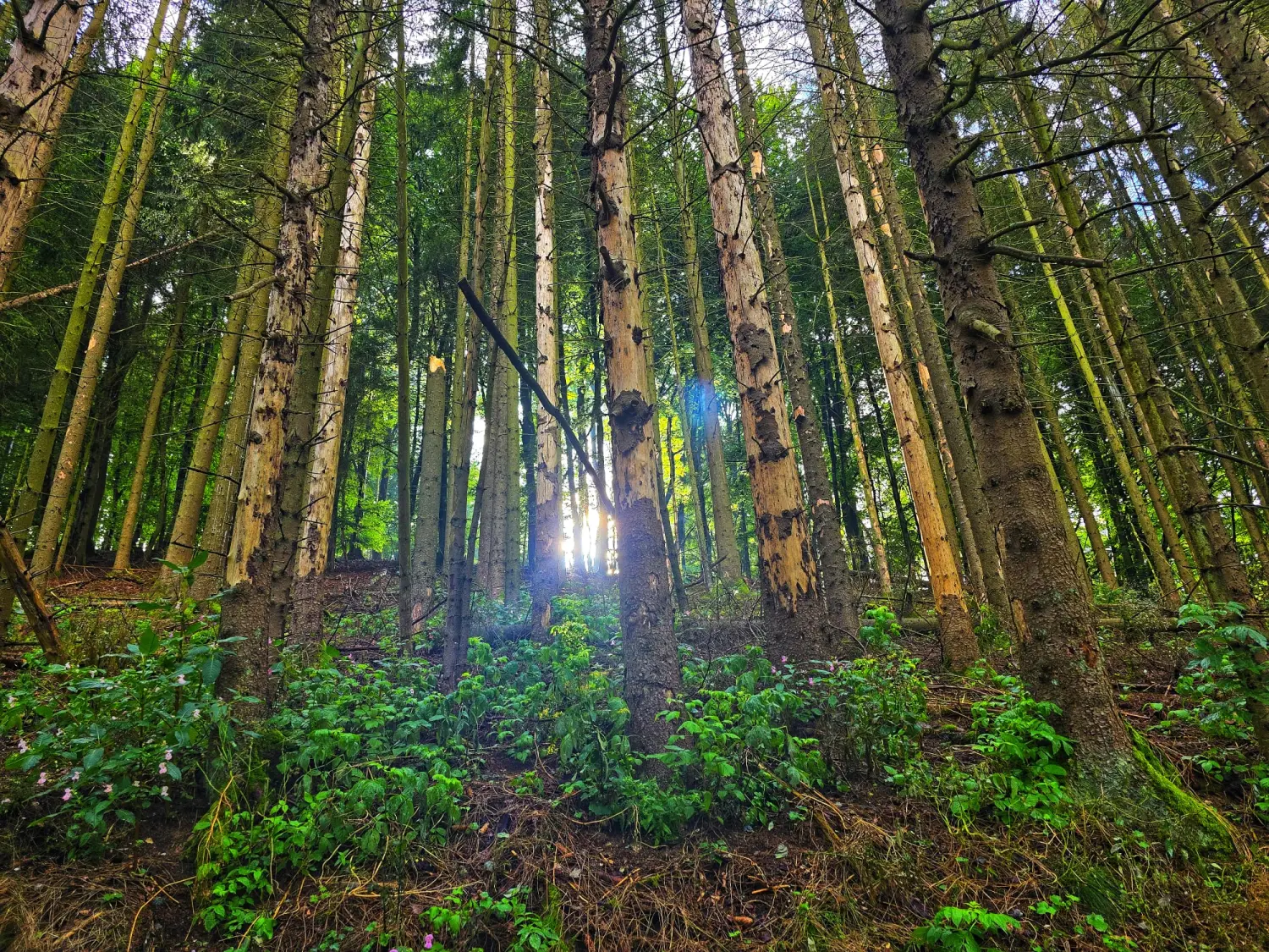 Umgebung/Landschaft von Ferienwohnungen Dorfliebe Dörnberg