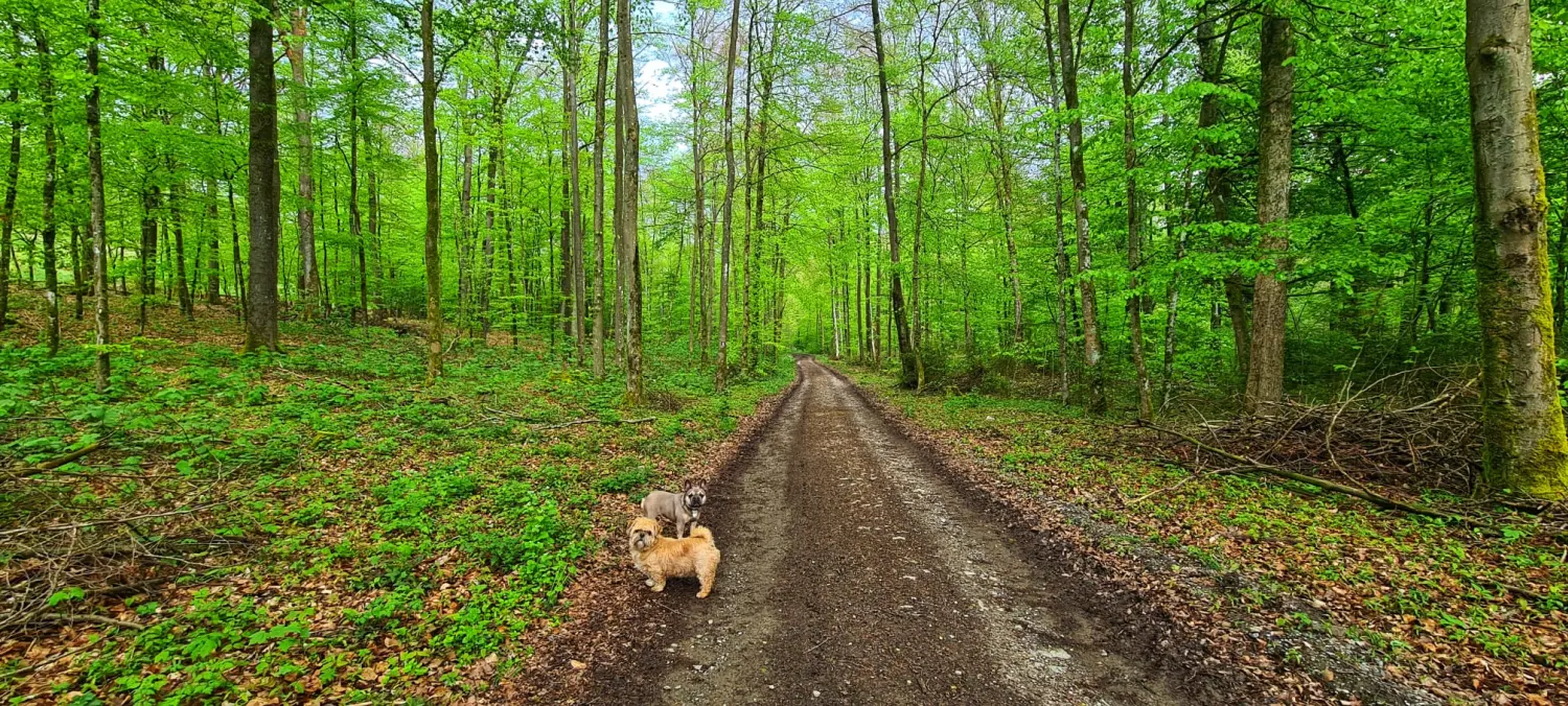 Umgebung/Landschaft von Ferienwohnungen Dorfliebe Dörnberg