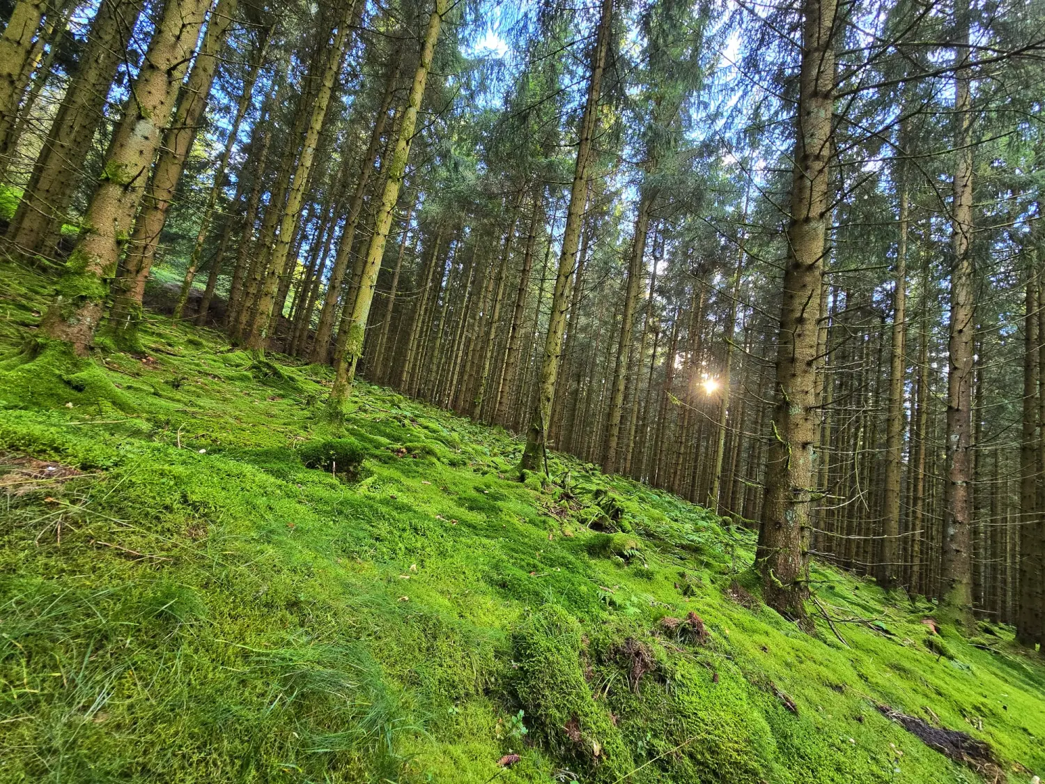 Umgebung/Landschaft von Ferienwohnungen Dorfliebe Dörnberg