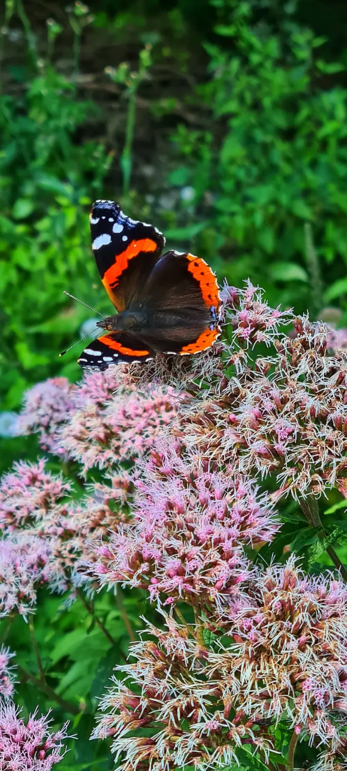 Umgebung/Landschaft von Ferienwohnungen Dorfliebe Dörnberg