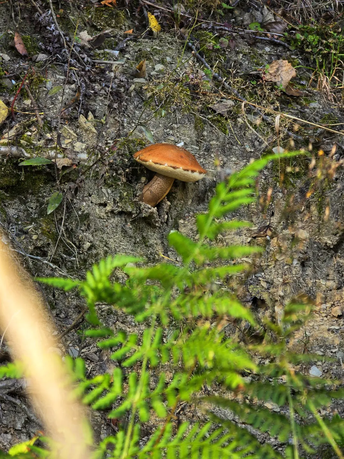 Umgebung/Landschaft von Ferienwohnungen Dorfliebe Dörnberg