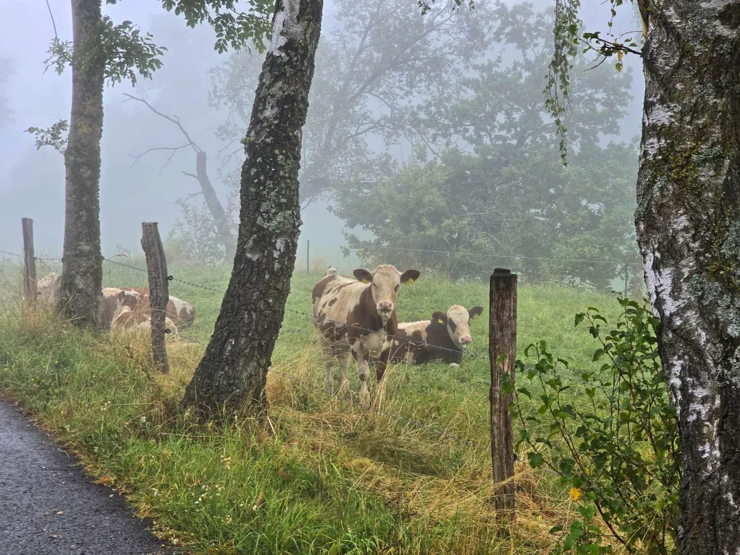 Umgebung/Landschaft von Ferienwohnungen Dorfliebe Dörnberg