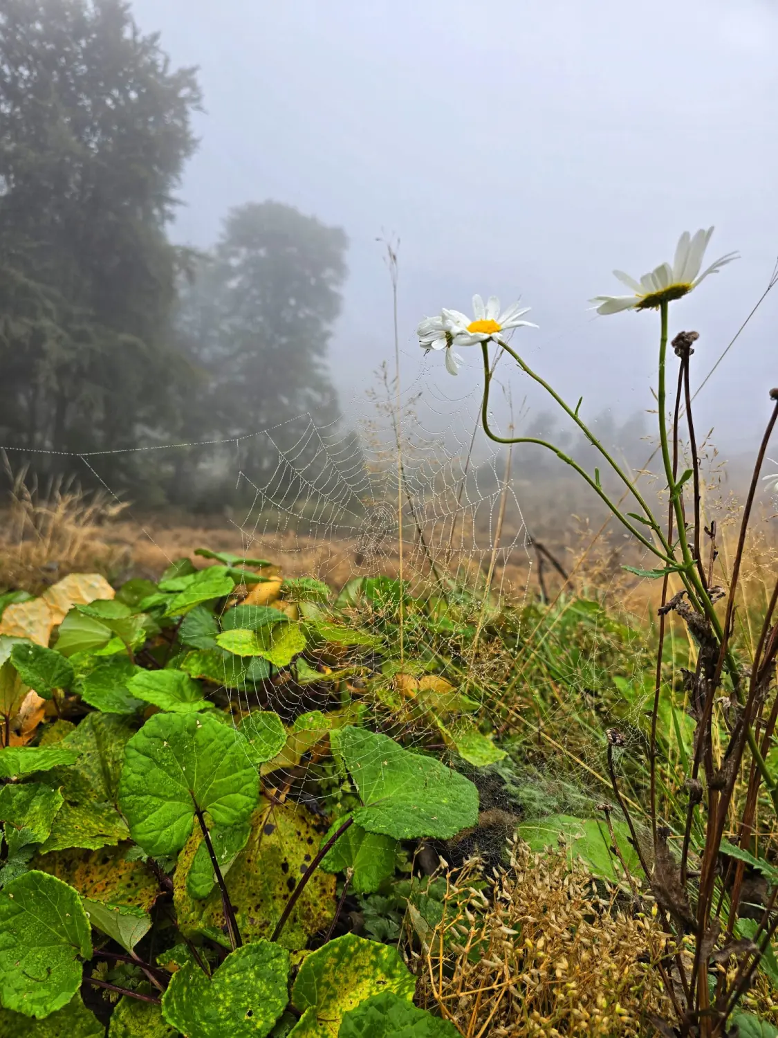 Umgebung/Landschaft von Ferienwohnungen Dorfliebe Dörnberg