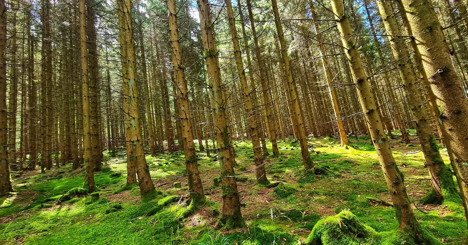 Umgebung/Landschaft von Ferienwohnungen Dorfliebe Dörnberg