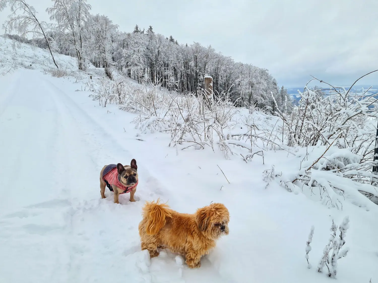 Umgebung/Landschaft von Ferienwohnungen Dorfliebe Dörnberg