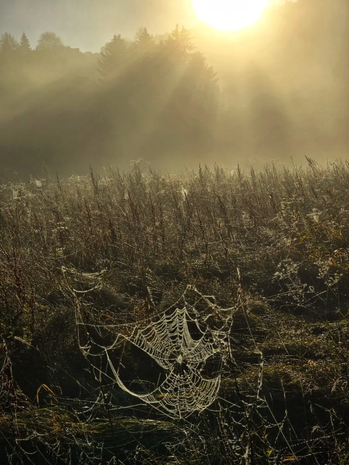 Umgebung/Landschaft von Ferienwohnungen Dorfliebe Dörnberg