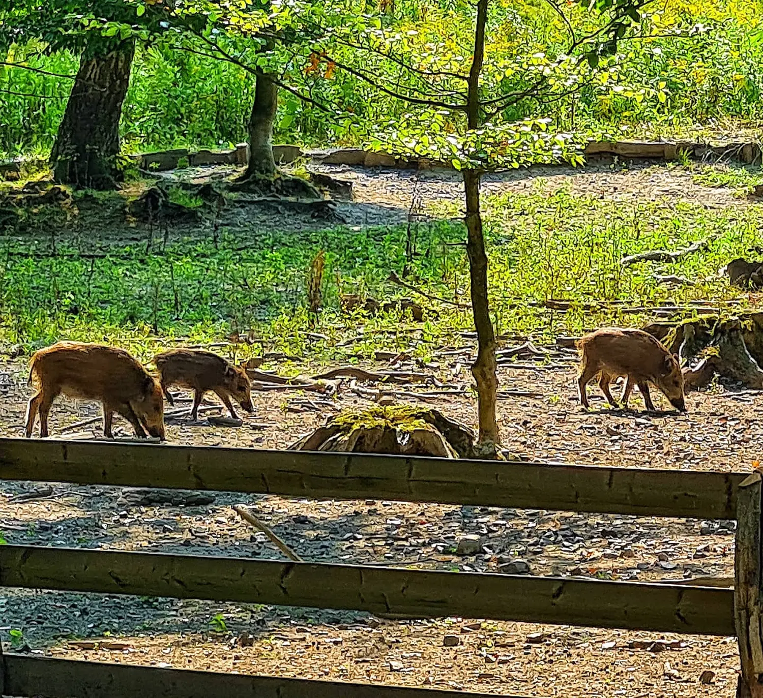 Umgebung/Landschaft von Ferienwohnungen Dorfliebe Dörnberg