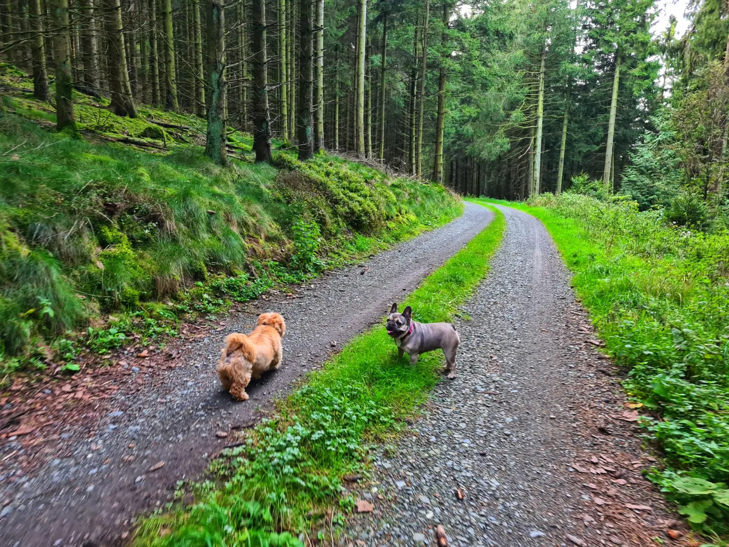 Hunde im Wald von Alda Mattern/Hypnose-Coach/Havening/EmotionCode-Praktikerin