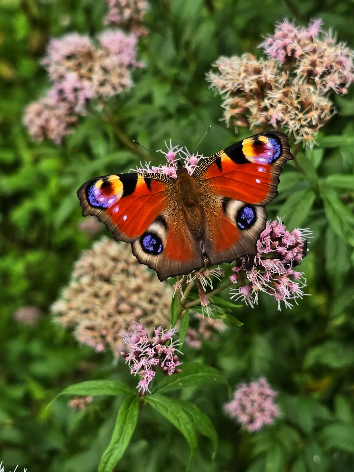 Umgebung/Landschaft von Ferienwohnungen Dorfliebe Dörnberg