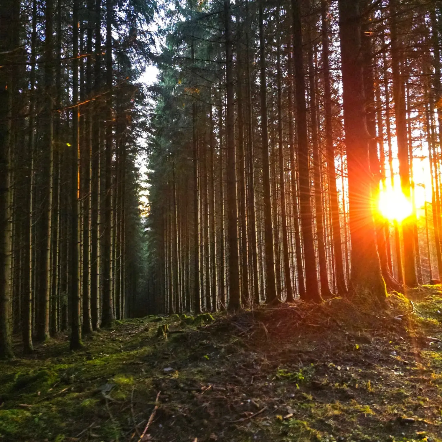 Umgebung/Landschaft von Ferienwohnungen Dorfliebe Dörnberg